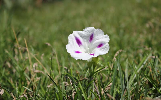 Morning Glory Flowers Pictures