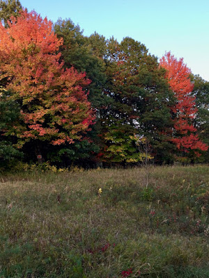 local maples showing more color