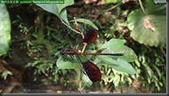 20150612_110304_061_FuYang_Park