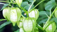 7 Benefits of Ciplukan Leaves For Health