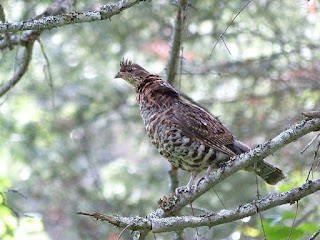 Bonasa umbellus - Gélinotte huppée