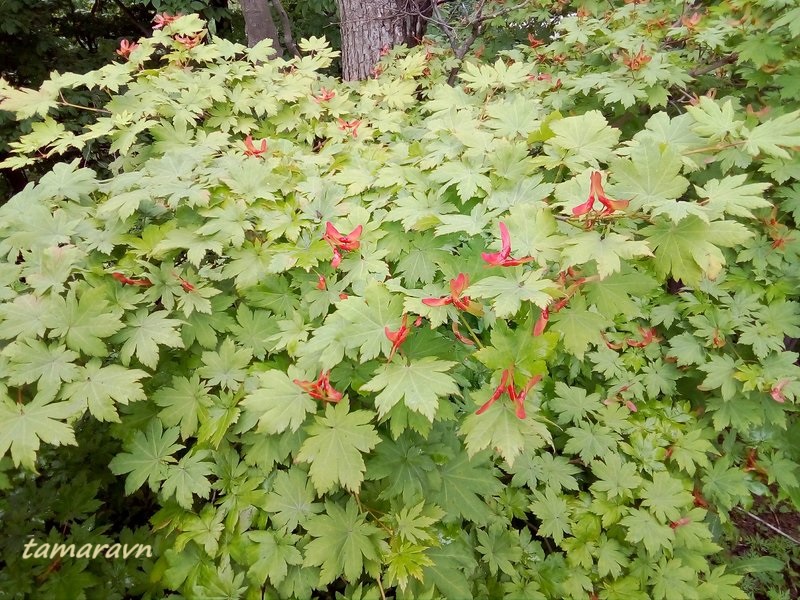 Клён ложнозибольдов (Acer pseudosieboldianum)