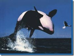 Orcas