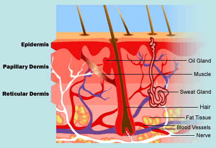 Integumentary System Skin Diagram