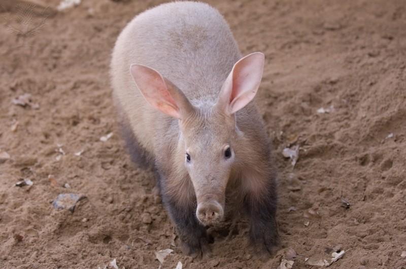 Aardvark Animal Images And Vectors Download - Wallpaper HD  