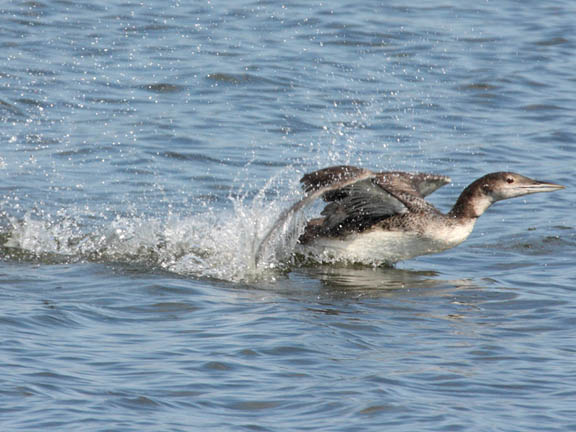 common loon in flight. house a Common Loon,
