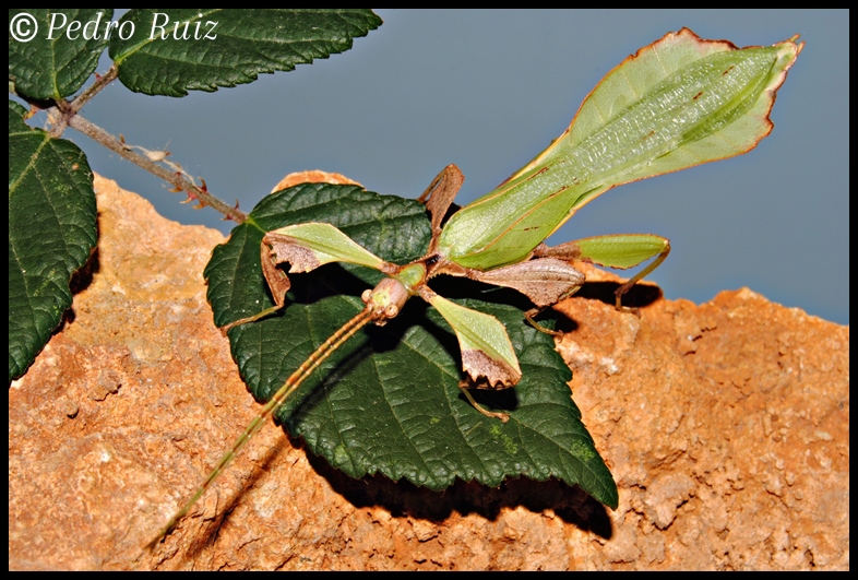 Macho adulto de Phyllium ericoriai, 6 cm de longitud