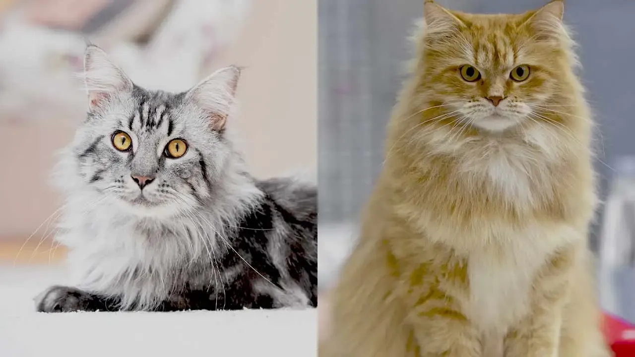 Maine Coon vs Siberian Cat