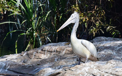 Ranganathittu Bird Sanctuary, traveldiaryofpallab