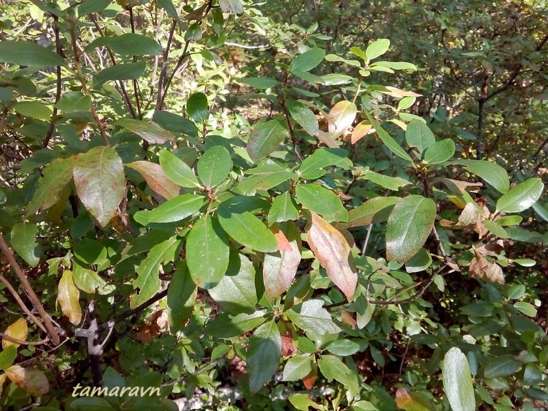 Рододендрон остроконечный (Rhododendron mucronulatum)