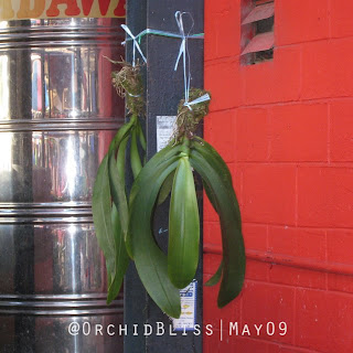 Wild Orchids at Gaya Street Sunday Market, Kota Kinabalu