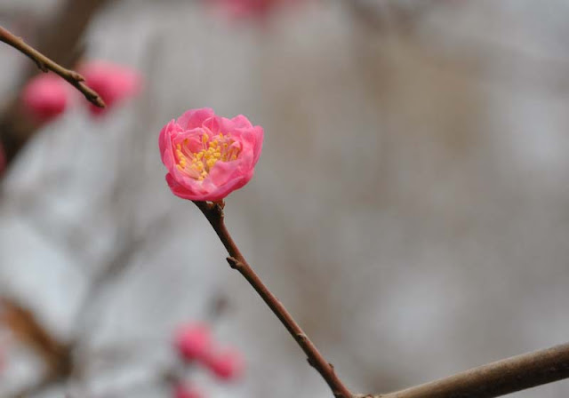 Plum Flowers