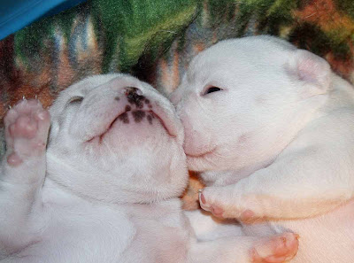 French Bulldog Puppies