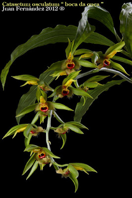 Catasetum osculatum care and culture