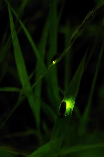 glowing firefly