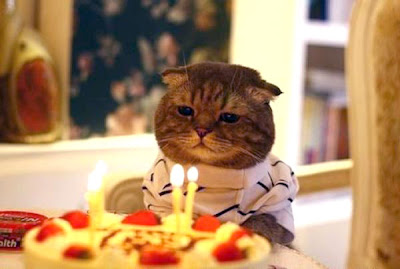 birthday cat pictures