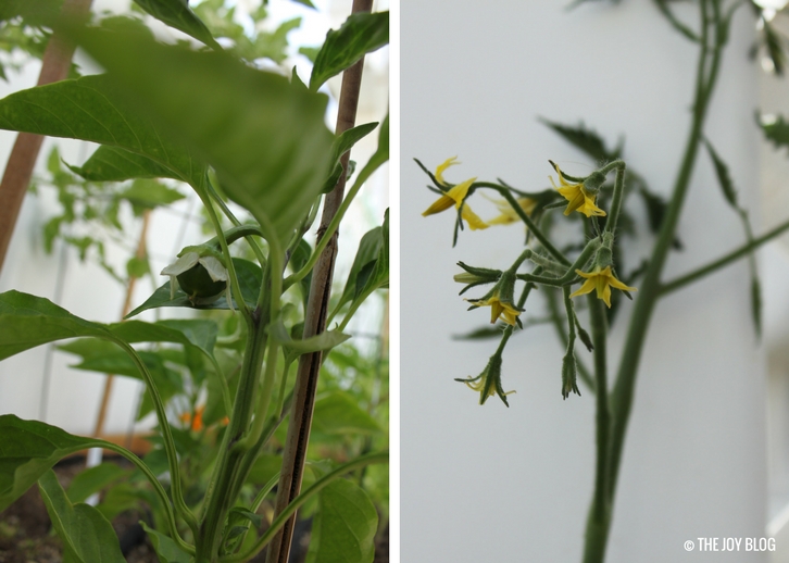 Pepper plant, and tomato blossoms // www.thejoyblog.net
