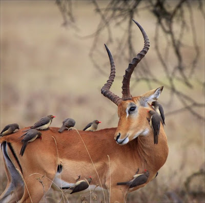 Incredible Wildlife Photography Seen On www.coolpicturegallery.net