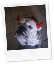 diesel devil