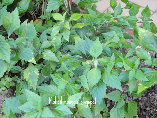 Jom masak, jom makan makan: Kebun Mini