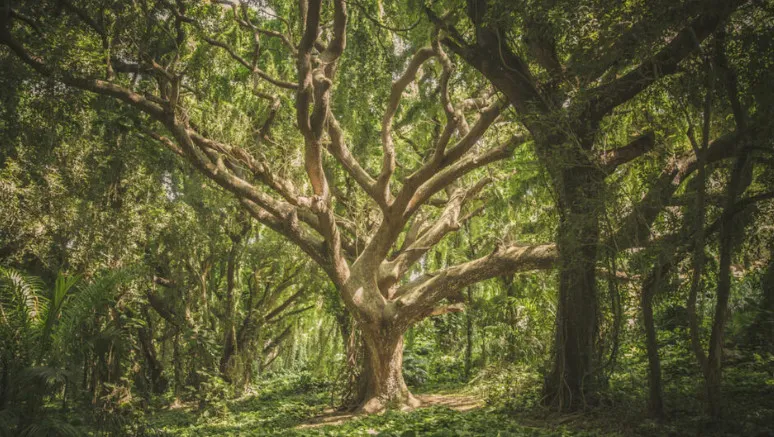 Ecossistema de uma Floresta