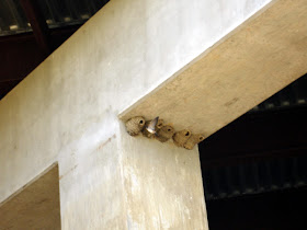 Swallow Nests under bridge