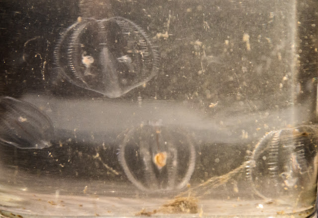 Photo of sea-gooseberries suspended in a glass of water