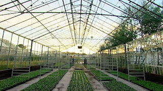 Greenhouse