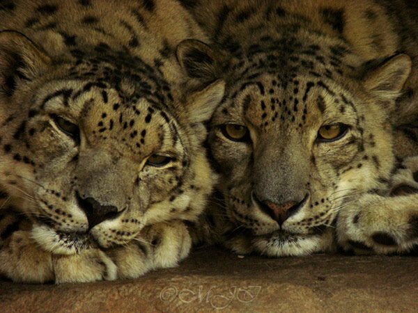 Cuddling Snow Leopards by MJIphotos from flickr (CC-NC-ND)