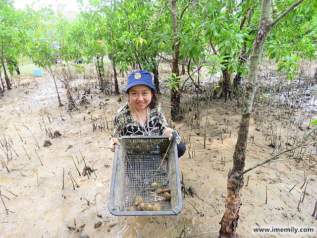 Finding "lokan" at the mangrove area