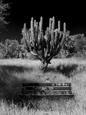 "Cactus - qídam"