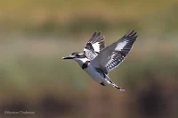 Pied Kingfisher - Birds In Flight Photography Cape Town with Canon EOS 7D Mark II