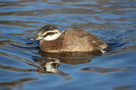 Pato de cabeza blanca Oxyura leucocephala