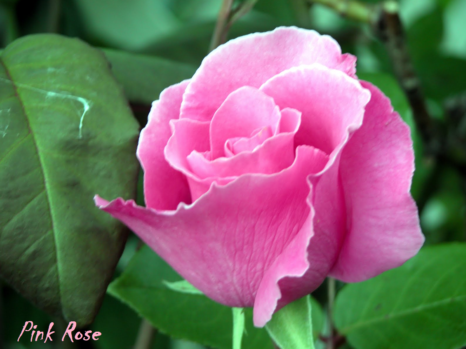  Bunga Mawar Merah Muda  Pink Rose Photos Alam Mentari