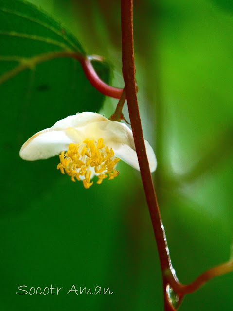 Actinidia arguta