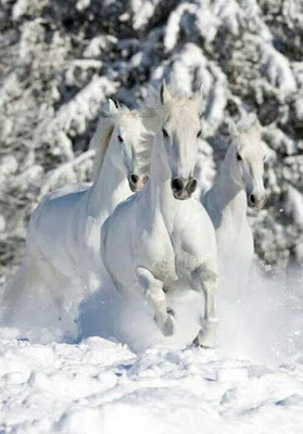 Hermosos caballos blanco galopando en la nieve 