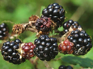 Bramble fruit images wallpaper