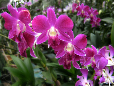 Orchid Flowers - The Beauty plus the increasingly rare