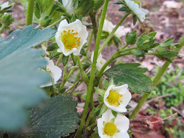 Fiori di fragola