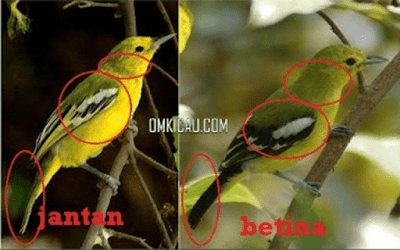 burung sirtu jantan dan betina