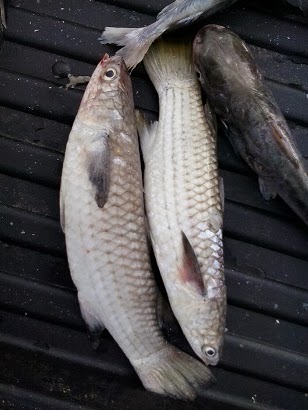 GOLDENSON Pancing Amatur Penang: Ikan Belanak - Mullet