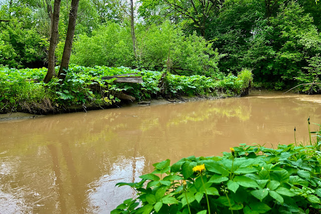 Ботанический сад, река Лихоборка