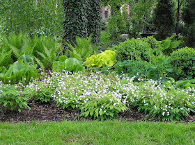 epimedium younga Niveum