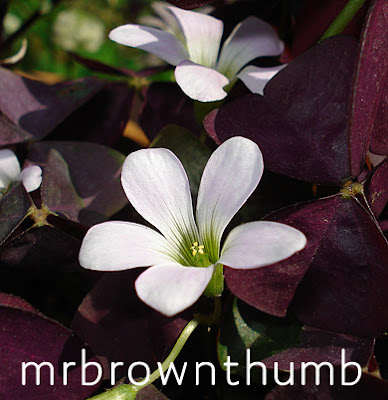 Oxalis Charmed Wine TM provenwinners.com