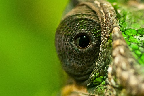 25 Gambar luar biasa Hewan  Reptil  Kadal Ular Buaya 