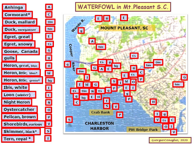 waterfowl; birding; geographic distribution; species; Giorgio Coniglio