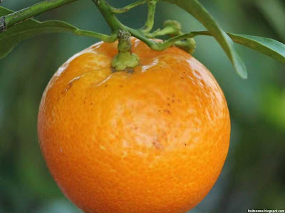 citrus fruit pictures