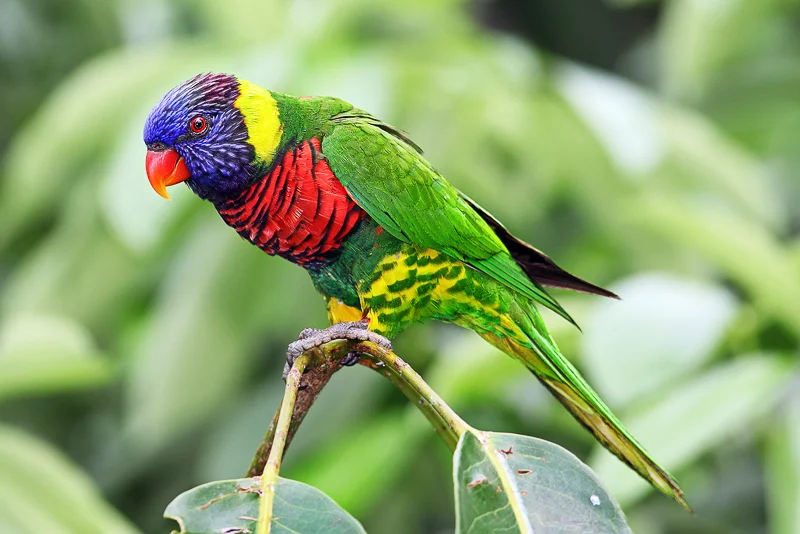 Rainbow Lorikeet - The most beautiful bird pictures - The most beautiful bird pictures - NeotericIT.com
