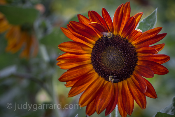 Red/orange sunflower with bees