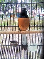 Seputar Burung Murai Batu termasuk burung kicauan yang banyak digemari orang Seputar Burung Murai Batu